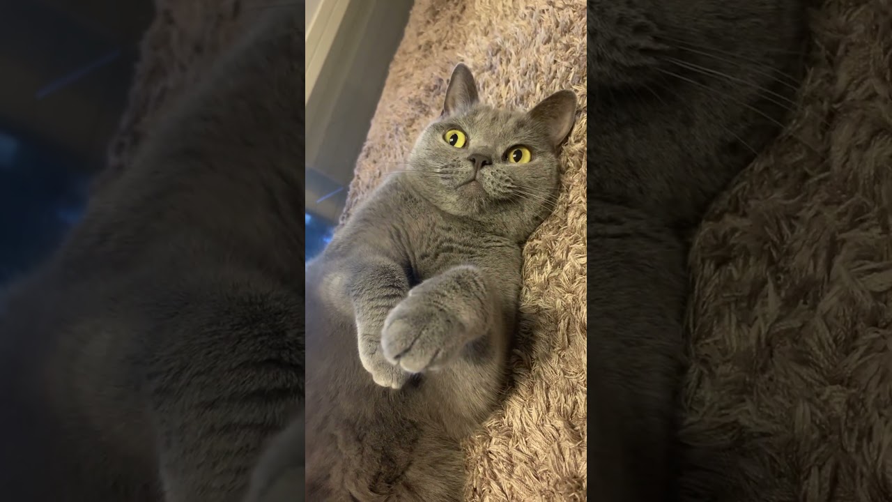 可愛い表情で見つめてくるねこ【シャルトリュー/Chartreux cat】#shorts