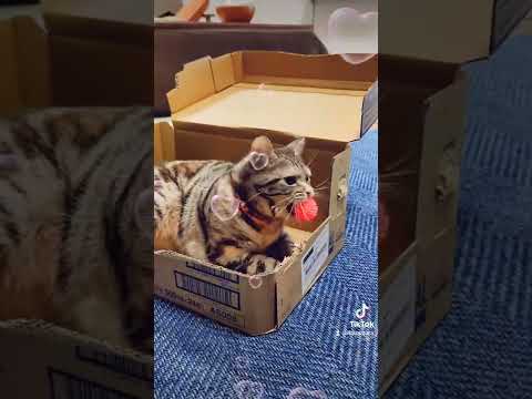 パッカーン(=^・^=)#アメリカンショートヘア#アメショ#かわいい猫