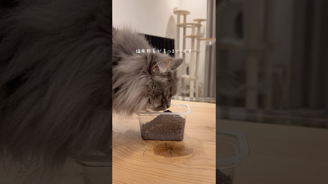 種植えを見守るこはだ🫘 #猫 #猫草 #サイベリアン #成長 #cat #shorts