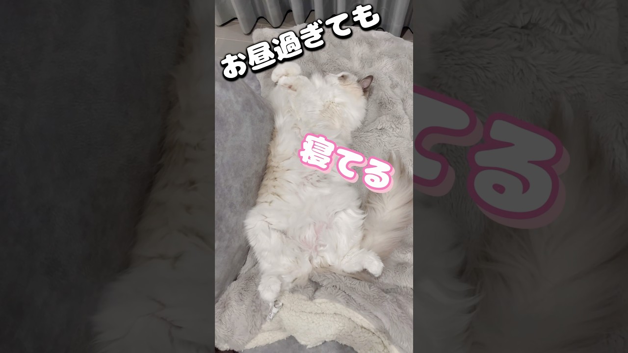 シニア猫の1日　#shorts #ラグドール #猫 #cat #明日の私に幸あれ #ねこのいる暮らし