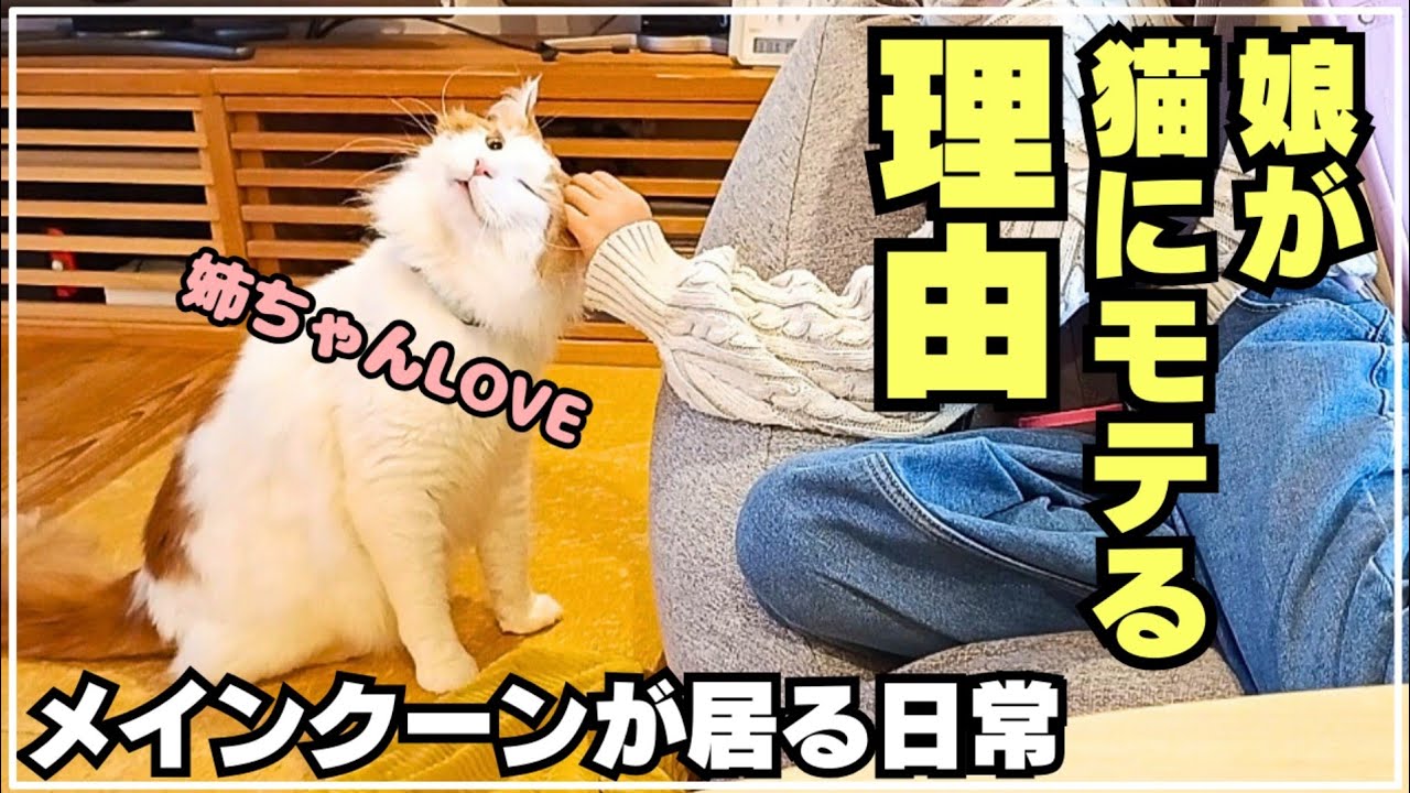 大型猫メインクーンにモテモテな娘の理由がこちらです