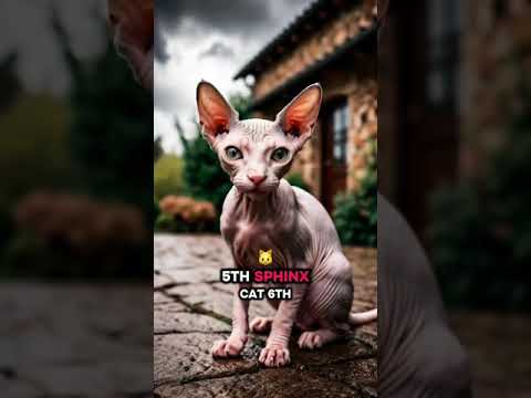 Top seven unique cat breeds
