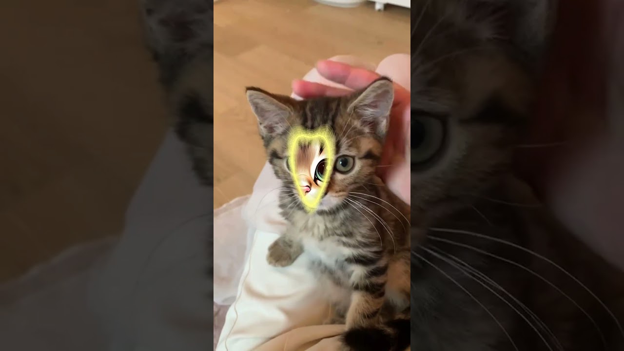 ムギちゃん、アメリカン・ショートヘアーの写真からイラストへ変身！Mugi, American Shorthair, Transforms from Photo to Illustration!
