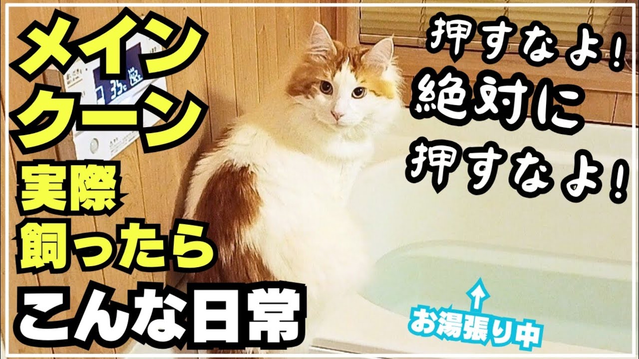 押すなよ！絶対に押すなよ！をするメインクーン【大型猫の日常】