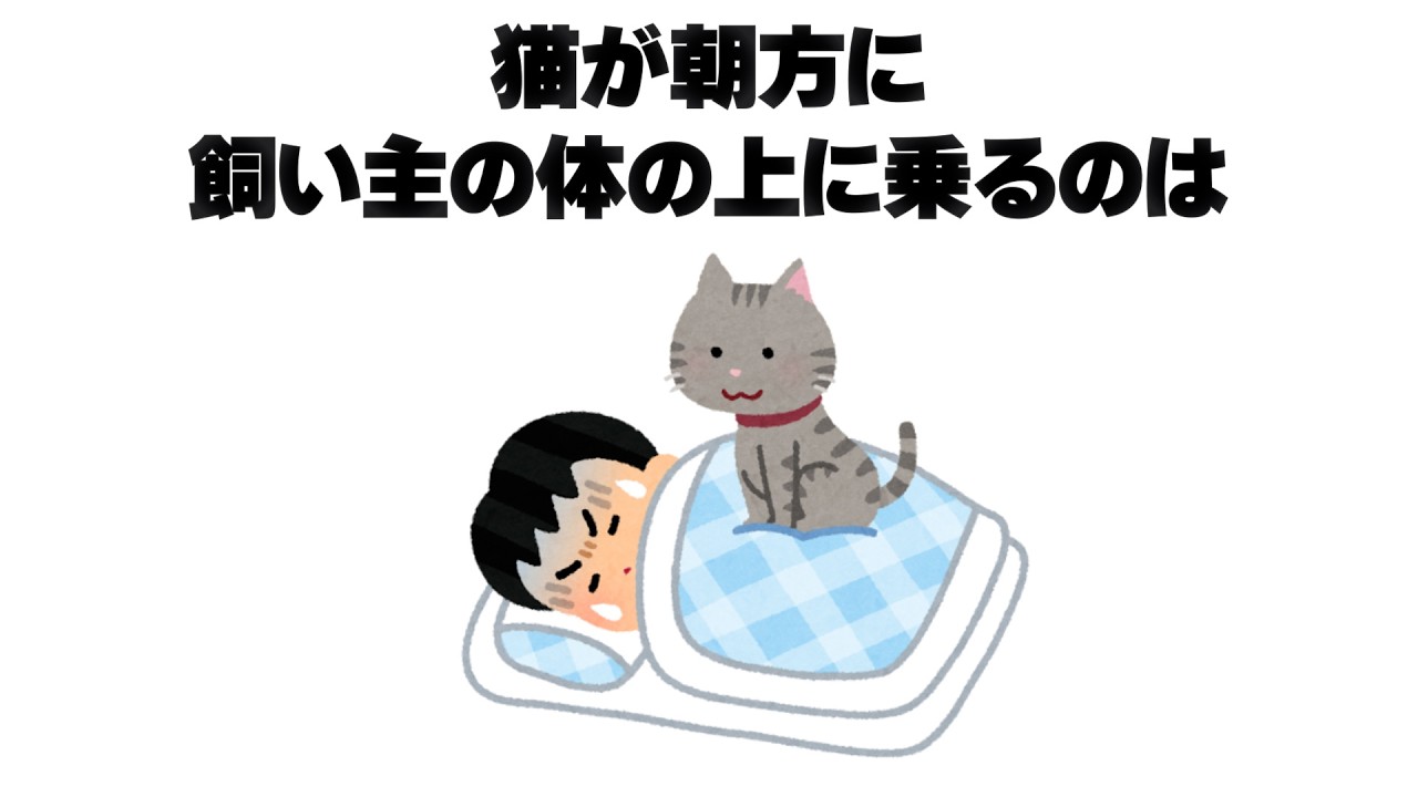 猫の雑学 #雑学 #猫 #不思議