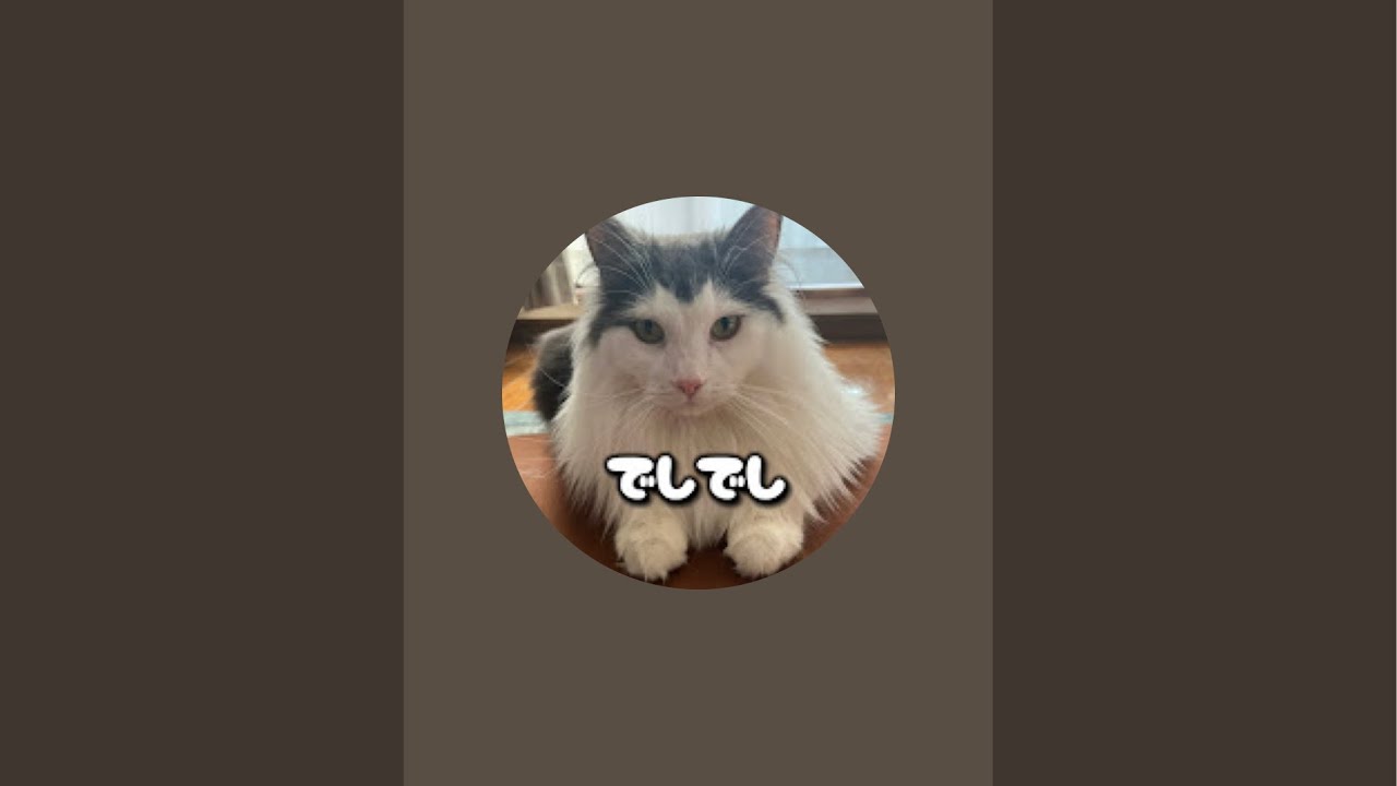 ノルウェージャンのコチでし。よかったらチャンネル登録よろしくお願いします、でし。#ノルウェージャンフォレストキャット #猫のいる暮らし #猫のいる生活 #猫 #ライブ配信 #子猫