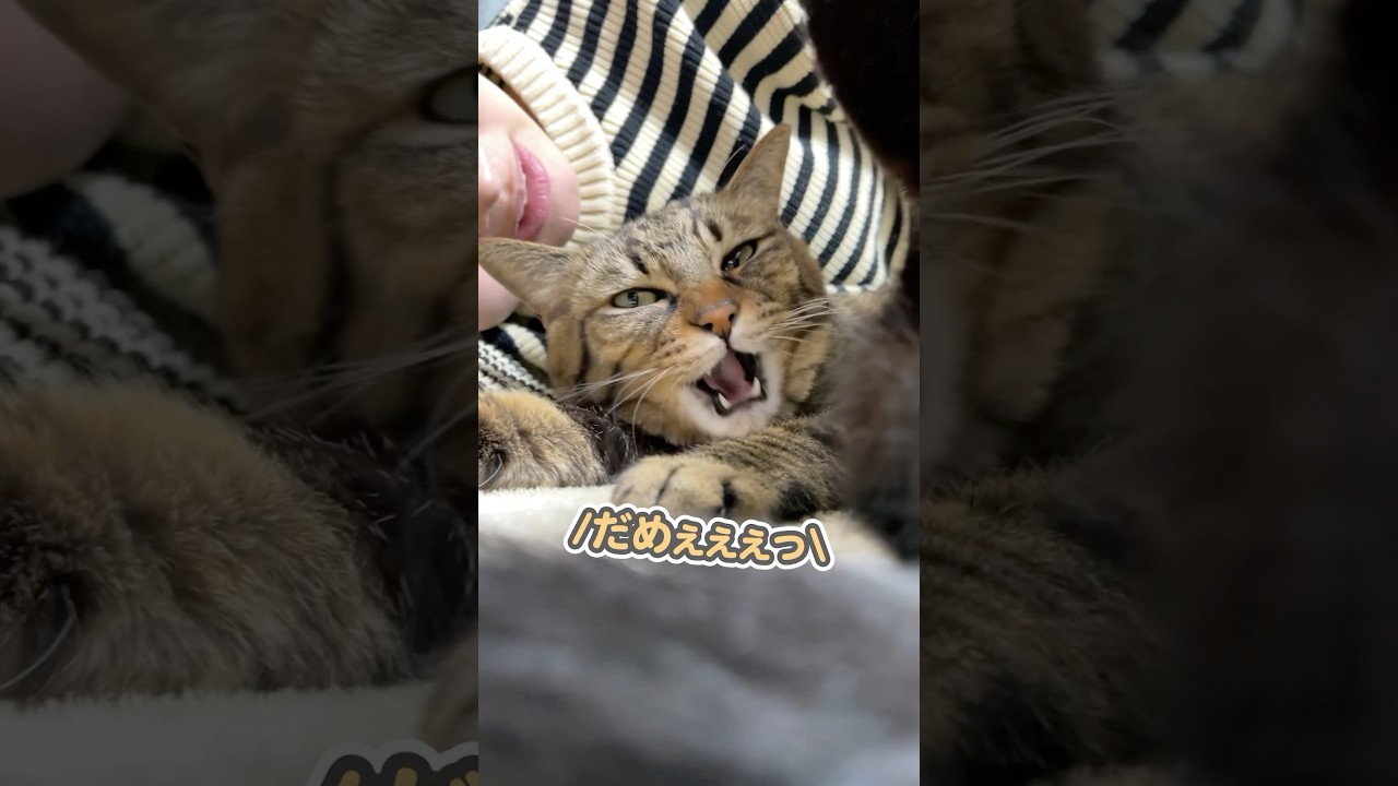 「ずっとここにいなさいっ！」と大好きなママにガチギレする猫