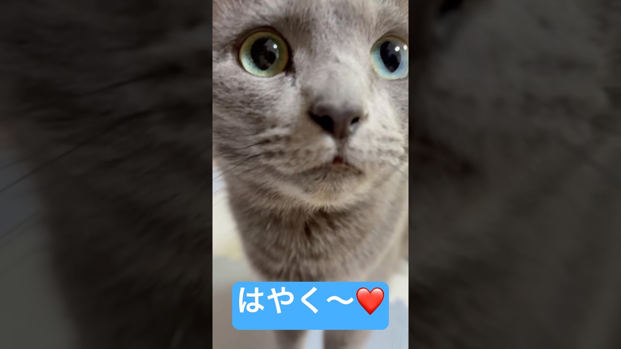 【猫ロシアンブルー】そらちゃん叫ぶ❤️｢ごはーん｣｢はやく〜｣❤️#shorts