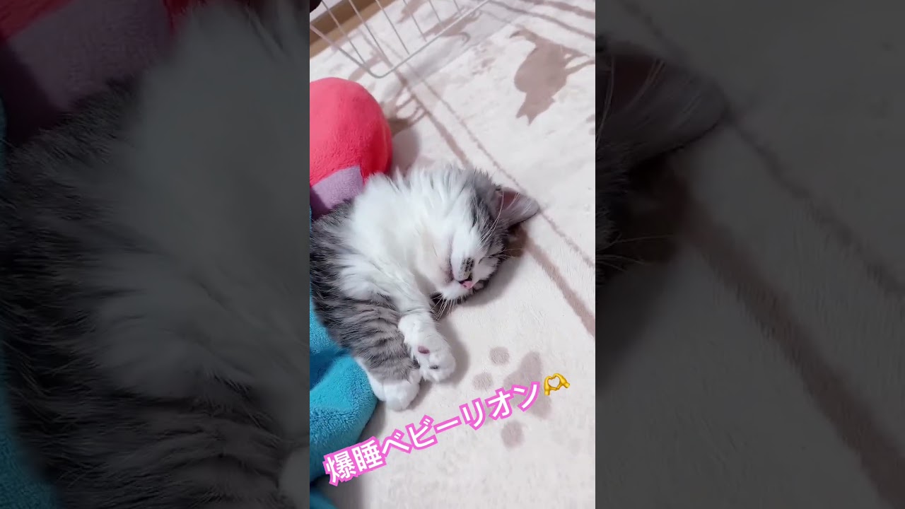 赤ちゃんリオン🫶 #cat #マンチカン