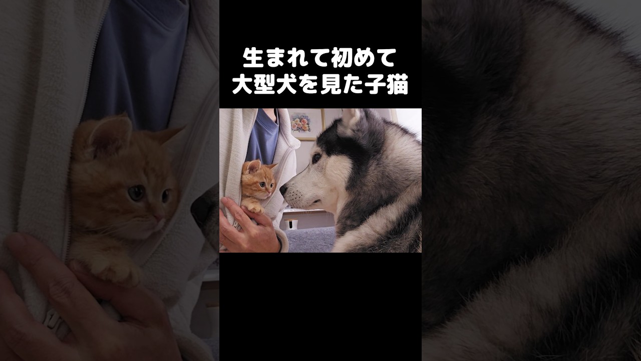 生まれて初めて大型犬を見た子猫...