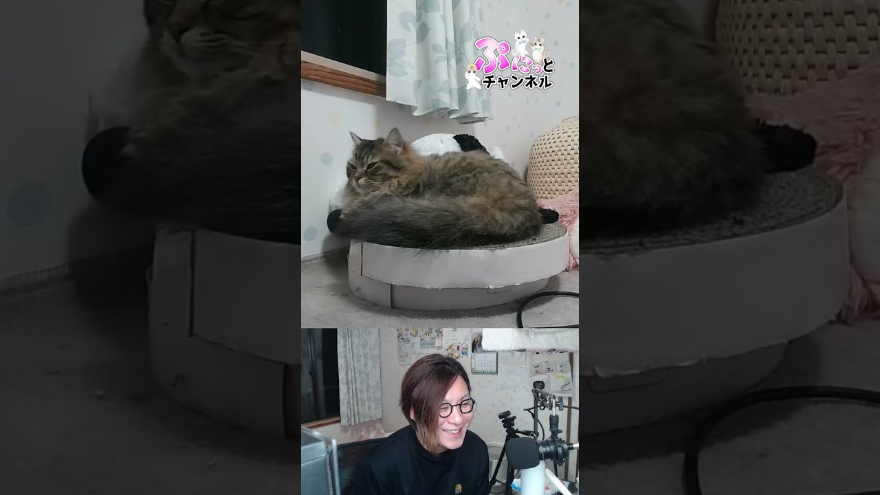 急遽！重大発表有り♪猫ちゃんライブ配信♪