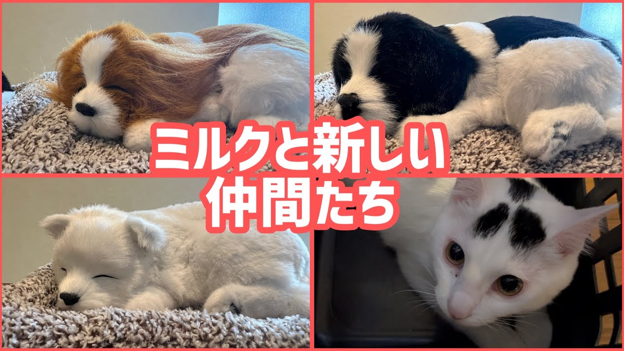 ミルクの新しい仲間と猫じゃらし。必死に頑張るおじさん。#保護猫 #ねこ #猫のいる暮らし #ミルねーさん