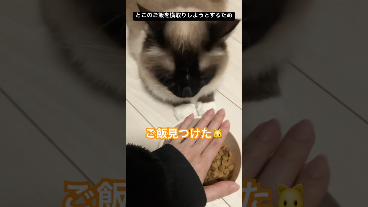食べ盛りな大型猫さん #ragdolls #cats #shorts #ラグドール #猫のいる暮らし #猫動画 #ショート