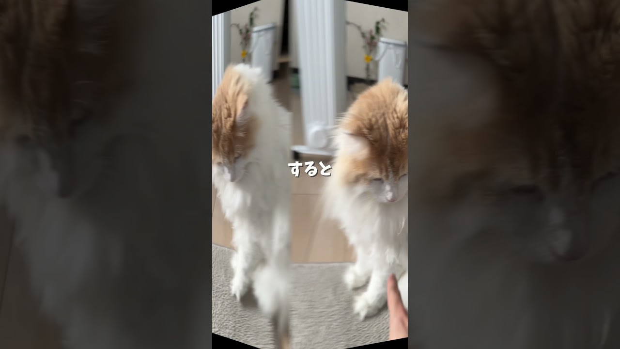 猫の秘孔を突いてみたら… #shorts