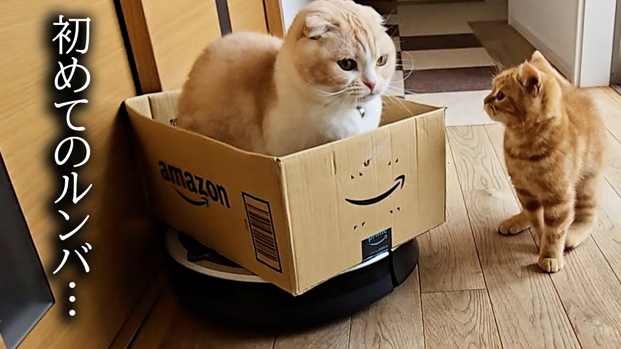 生まれて初めてルンバを見た子猫の行動がかわいすぎる...