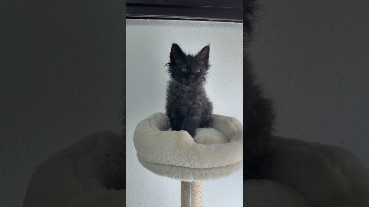 セルカークレックス かっこいい子ですよ