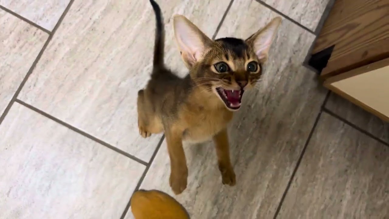 Nile is an Abyssinian kitten