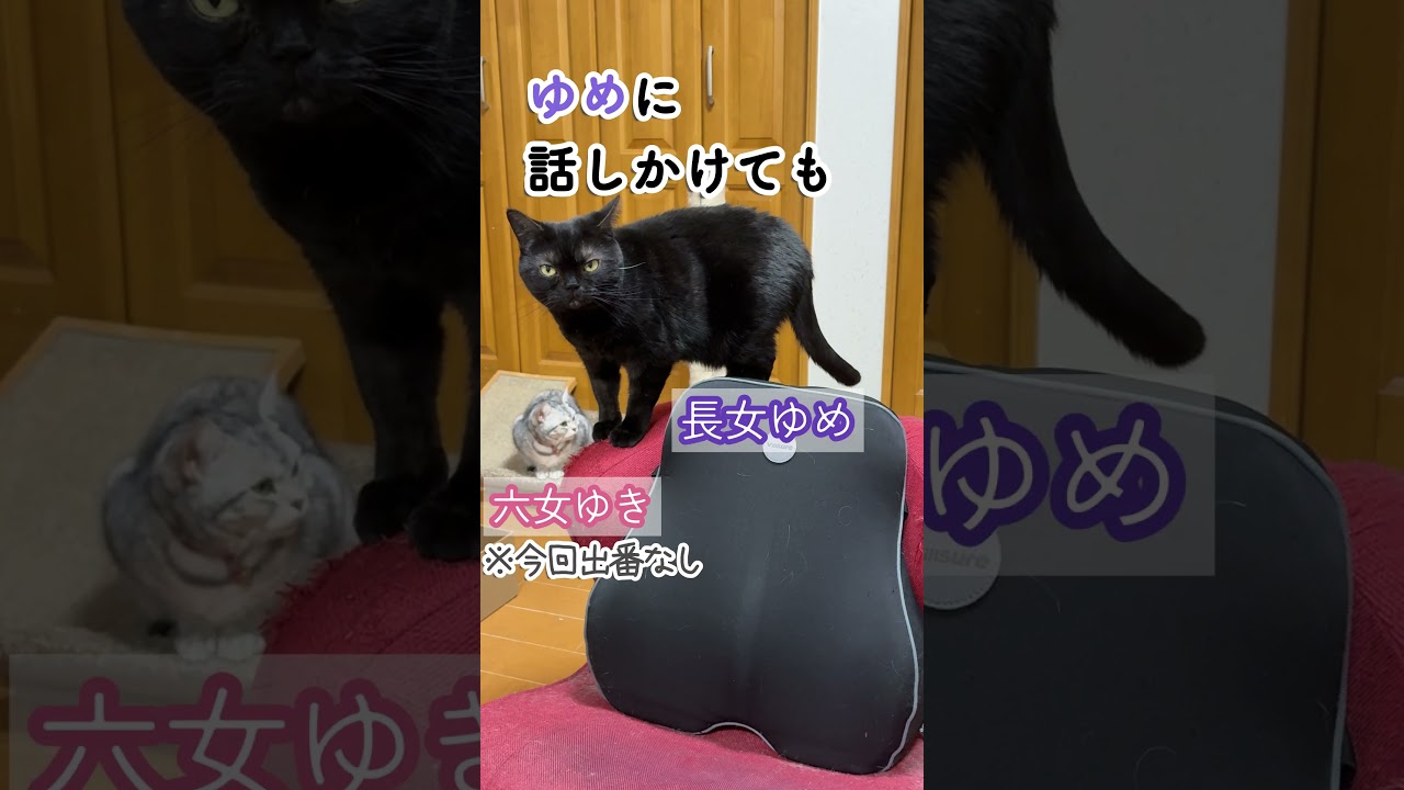 猫猫パニック？in アニマルハウス #セルカークレックス#アメリカンショートヘア #柴犬#アニマルハウス #ネコ #dog #ねこ #cat