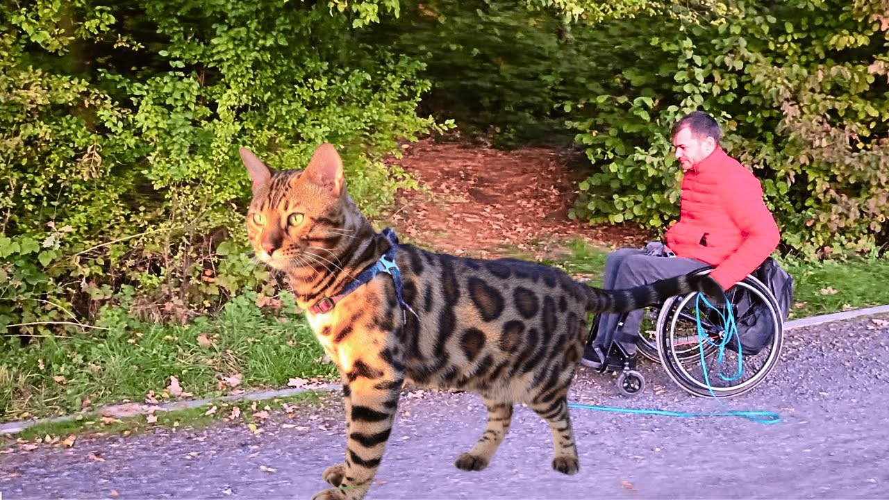 Bengal Cat Watag Disappeared in the Forest… What We Found Was UNBELIEVABLE!