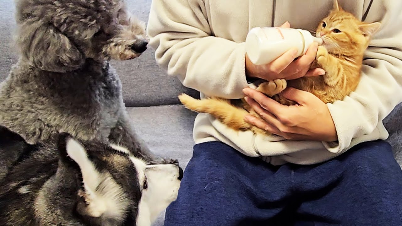 子猫に初めてミルクをあげてみたら先住猫と犬が大変なことに...
