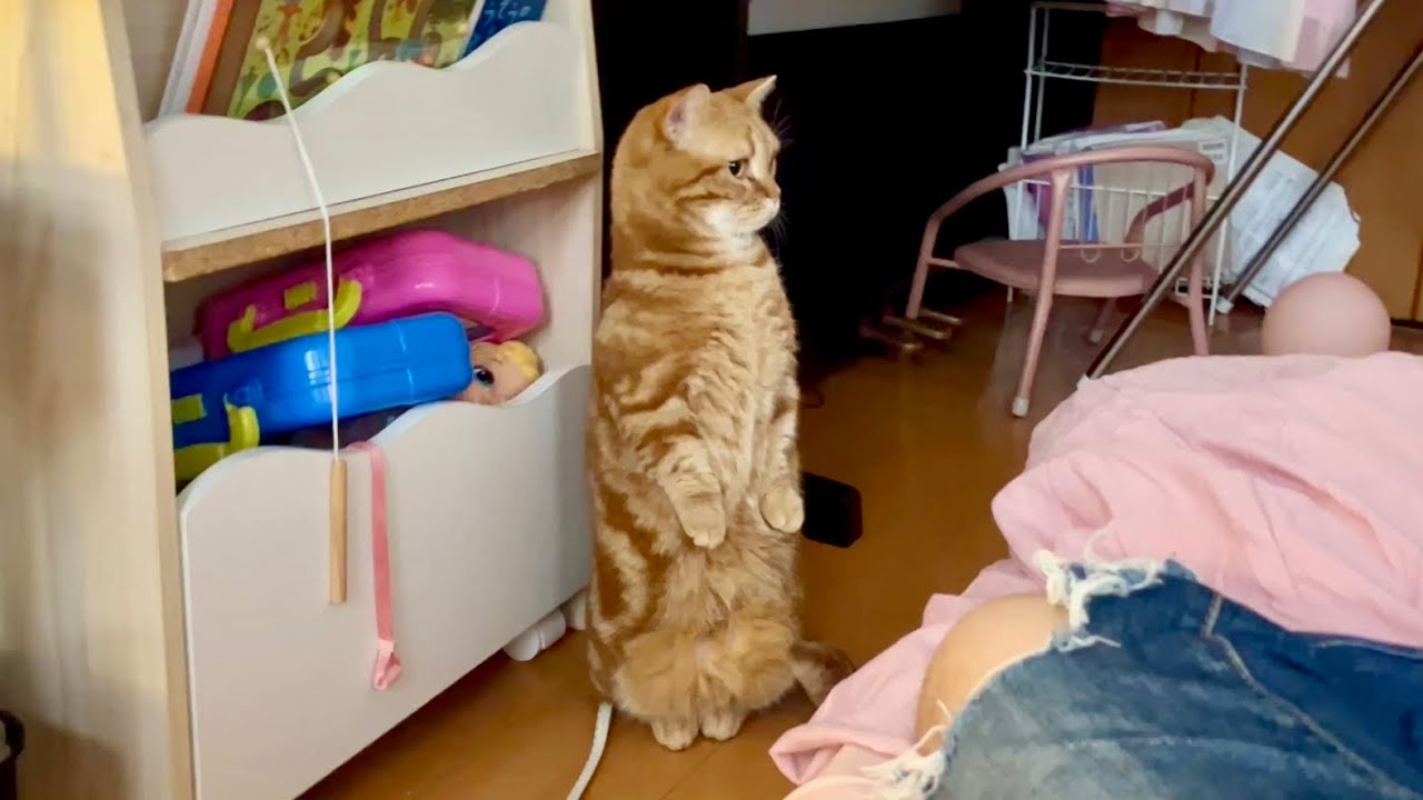 マンチカン立ちでちゃびくんが見たものとは果たして...！
