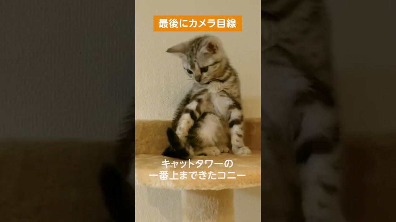 最後にカメラ目線をする子猫【アメリカンショートヘアー】#shorts #アメショー  #子猫