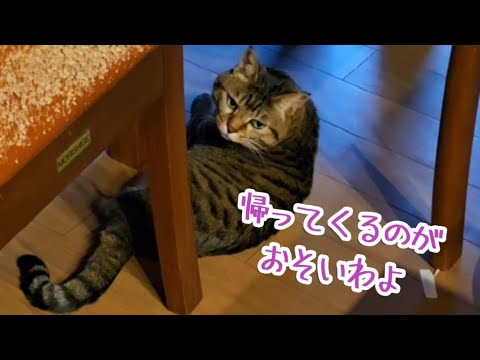 #二本足のあいちゃん #帰宅時のにゃんず #cats #shorts