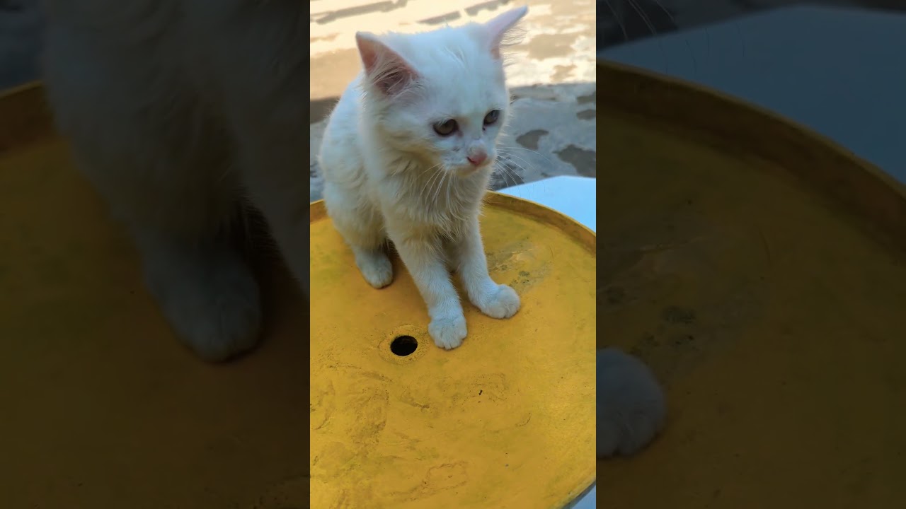 かわいすぎる子猫たちのジャンプ！おもちゃで元気いっぱい🎉🐾 #子猫 #猫好き #元気 #おもちゃ #かわいい