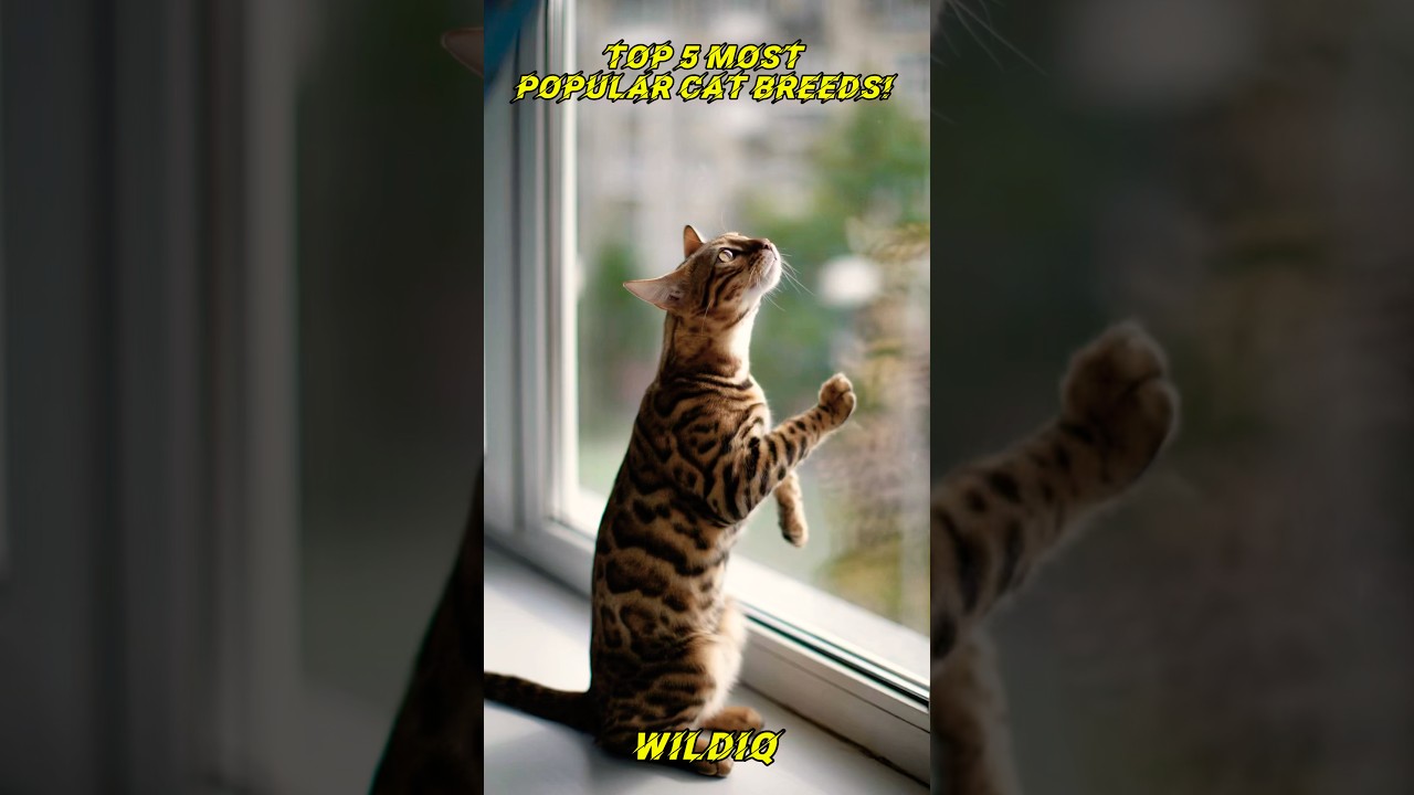Top 5 Most Popular Cat Breeds!