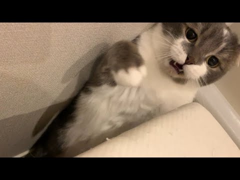 珍しくアグレッシブなハッスルたぴねこ #アメリカンカール #今日のたぴ #2025.3.18