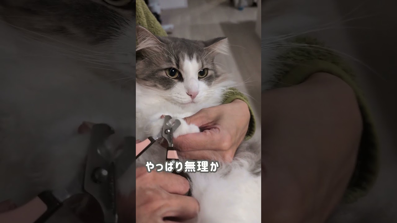 ひとりで猫の爪切り【ノルウェージャンフォレストキャット】＃Shorts