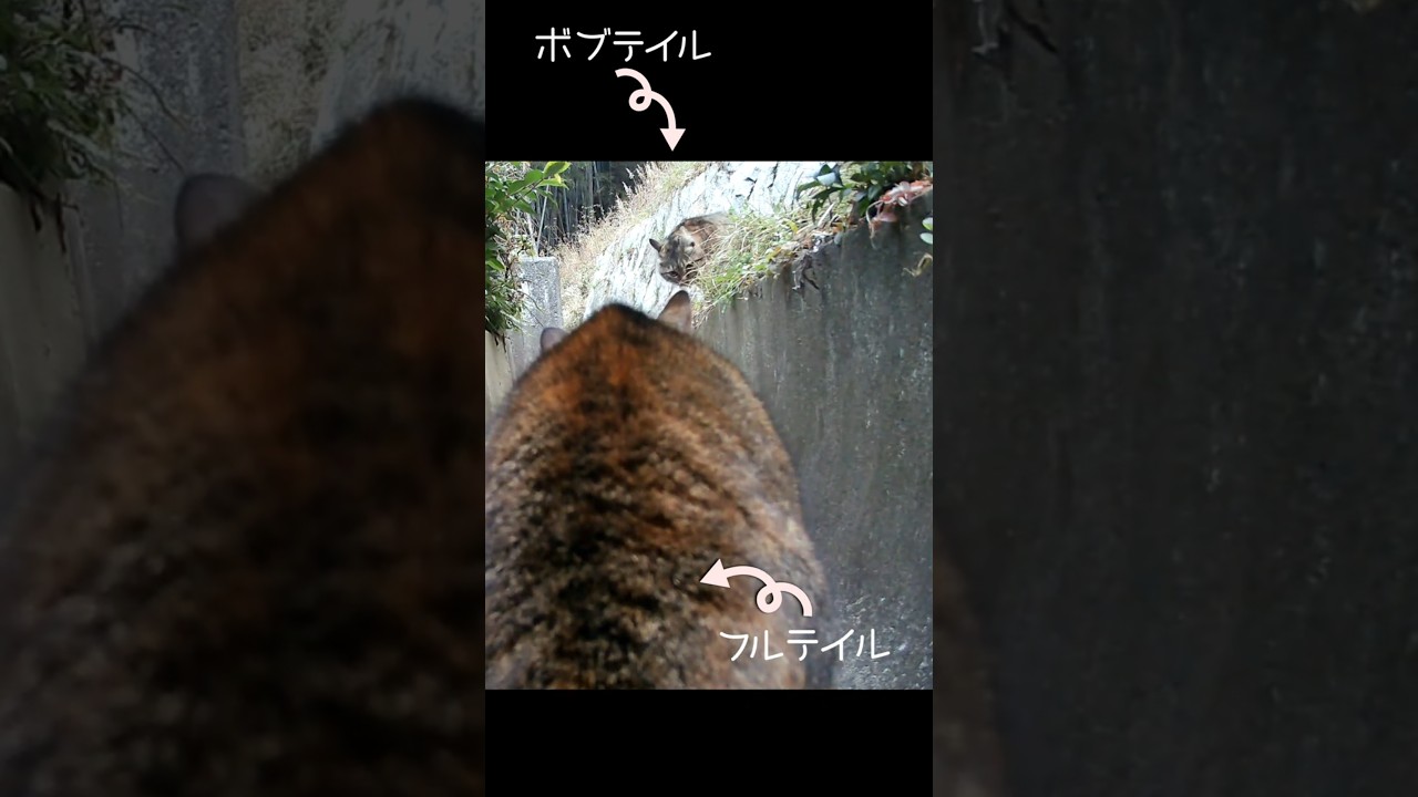 キジトラ猫のボブテイルvsフルテイル『どっちが強いの？』 #トレイルカメラは見た