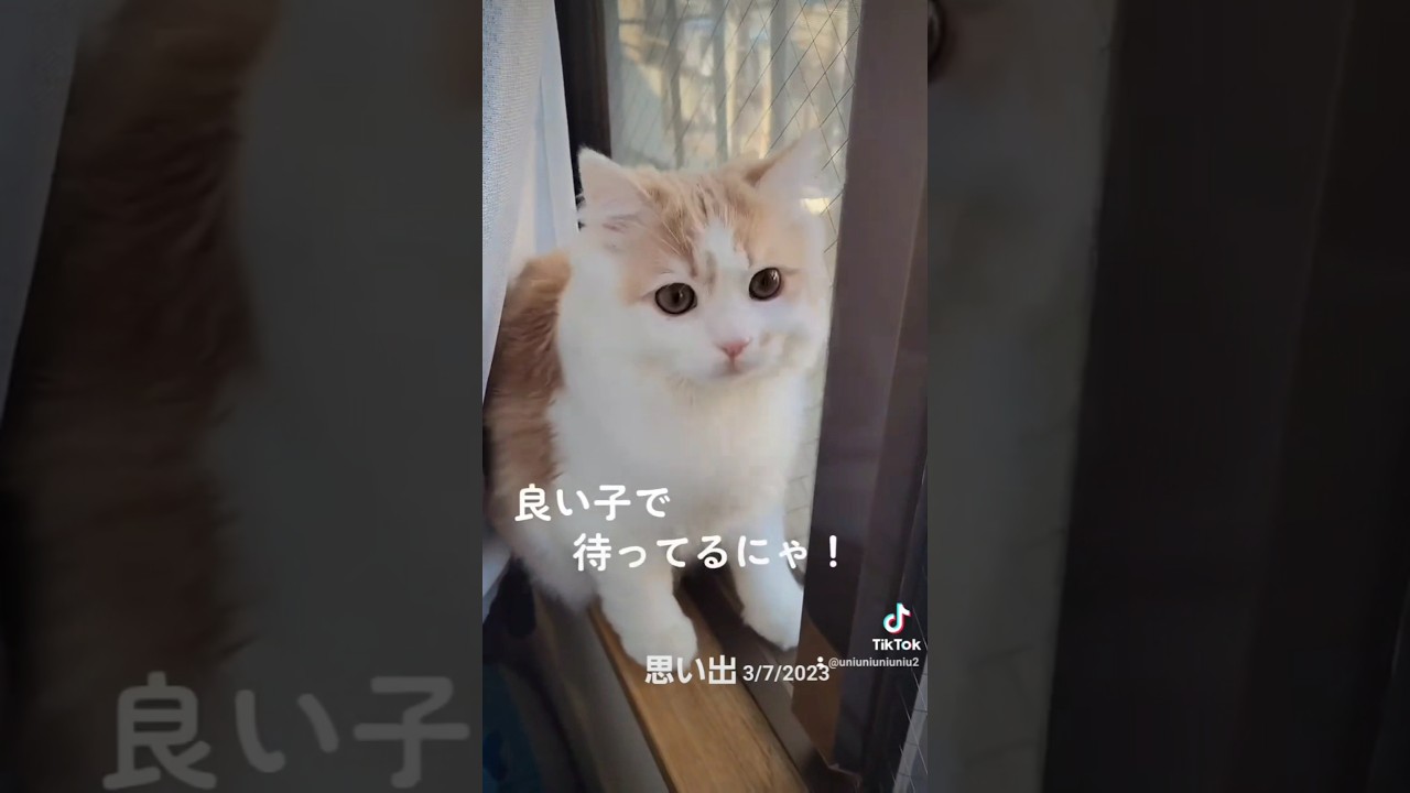 2年前のしらたま✨#ラガマフィン #猫のいる暮らし #cat #思い出