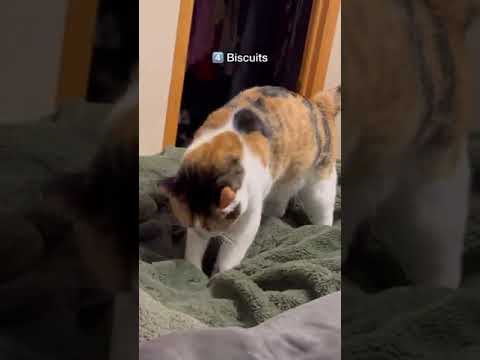 👀🐱  #cat #mewmewmingle #catdelights #cutecat  Credit: 🎥 Chip The Manx