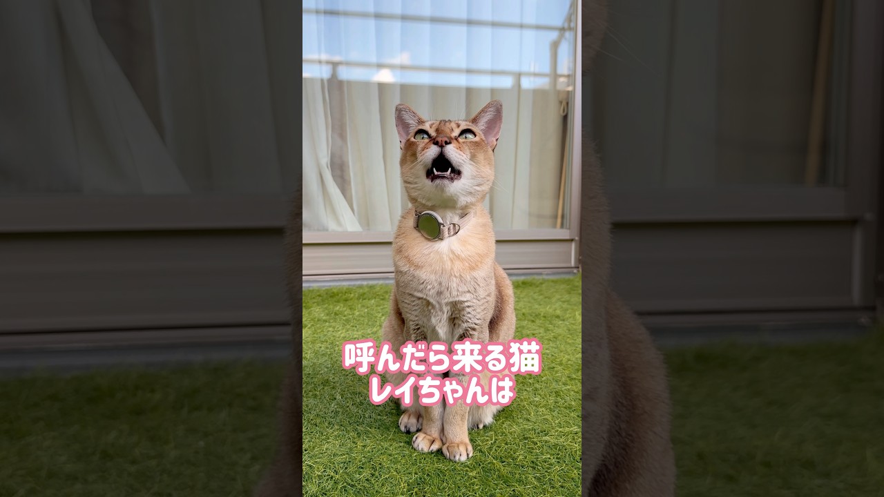 ドアを開けて入ってくるレイちゃん #シンガプーラ #cat #shorts