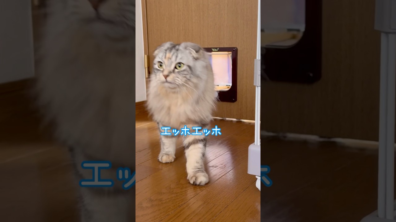 エッホエッホ！伝えなきゃ！🐱 #保護猫 #ねこ #猫のいる生活 #shorts #cat #猫動画 #エッホエッホ #スコティッシュフォールド