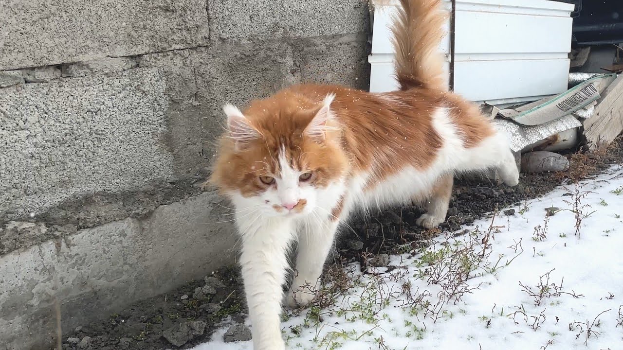雪の上を歩く猫、まるでライオン！メインクーンは寒さにどれだけ強いのか雪の降る外を歩かせた結果