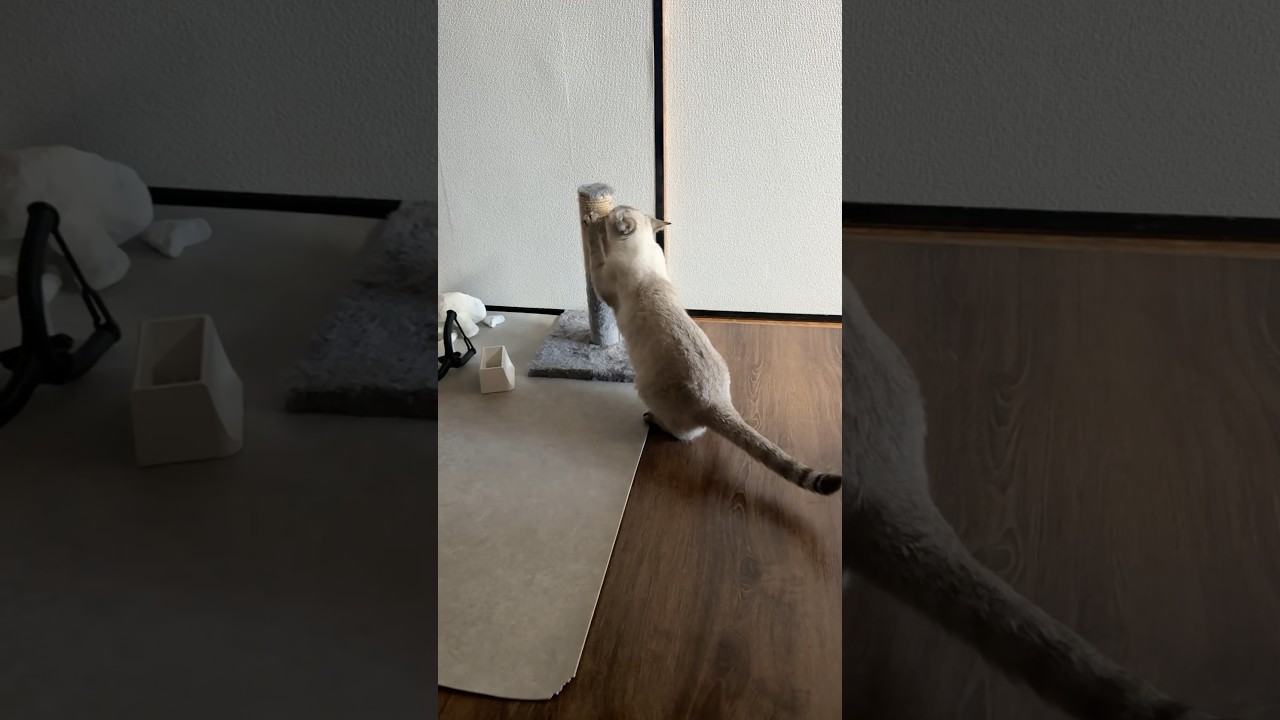 朝の爪研ぎ！　#シャムトラ #元保護猫 #シャムミックス  #cat #猫耳 #kitten  #猫耳 #siamesemix