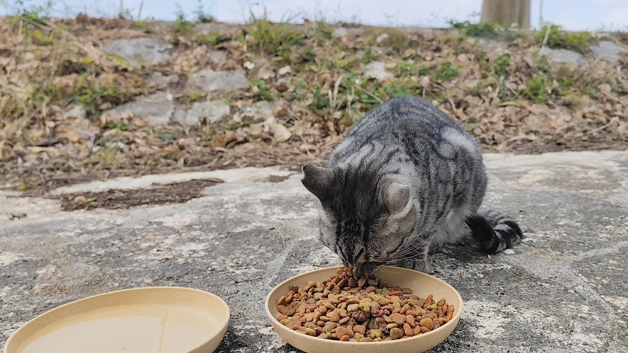 2025.2.5 猫巡り 公園のサバトラに美味しいカリカリと大好きなちゅ～るを