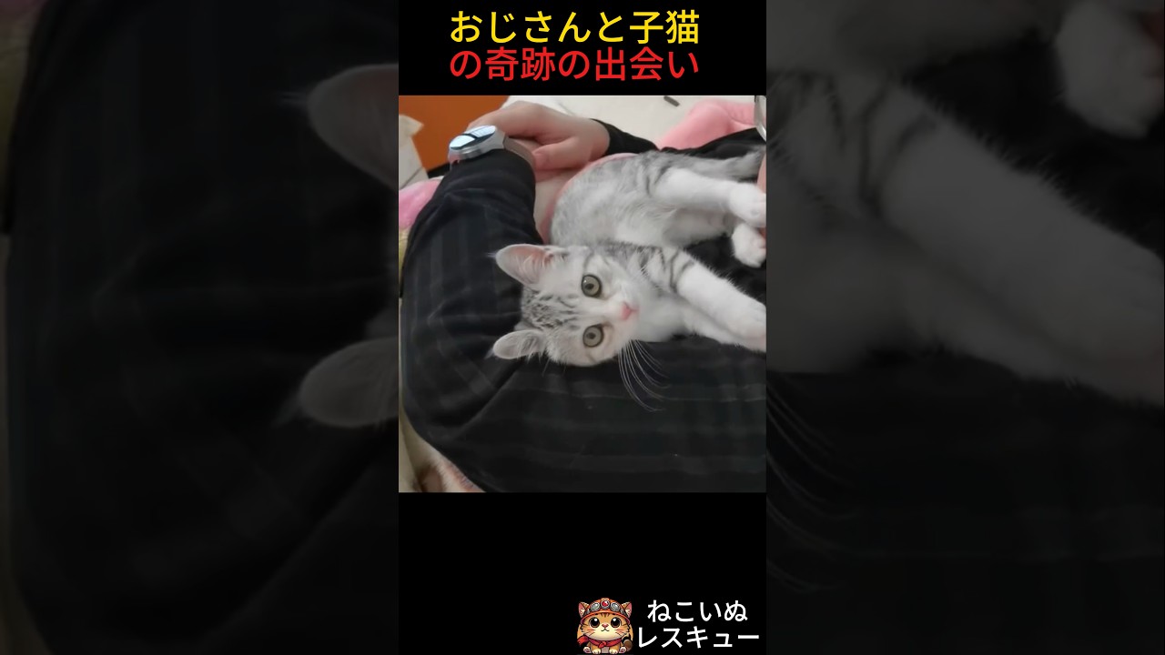 おじさんと子猫の奇跡の出会い