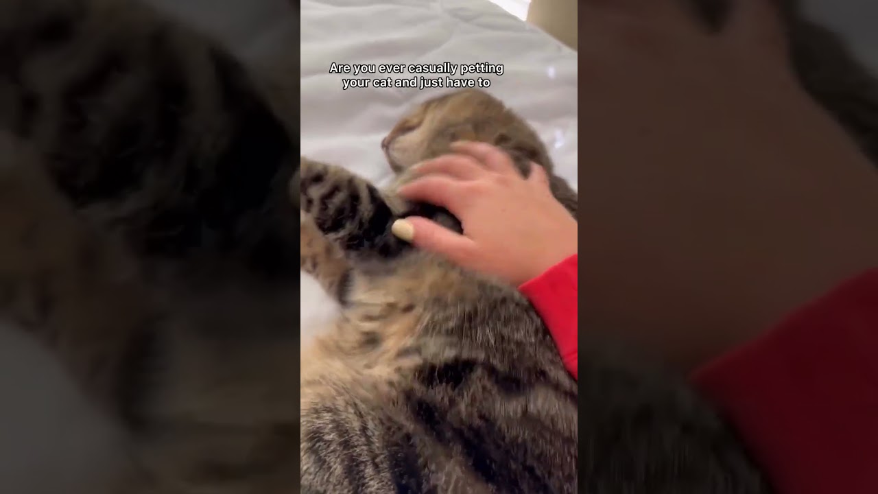 Love  #cat #mewmewmingle #catdelights #cutecat  Credit: 🎥 Chip The Manx