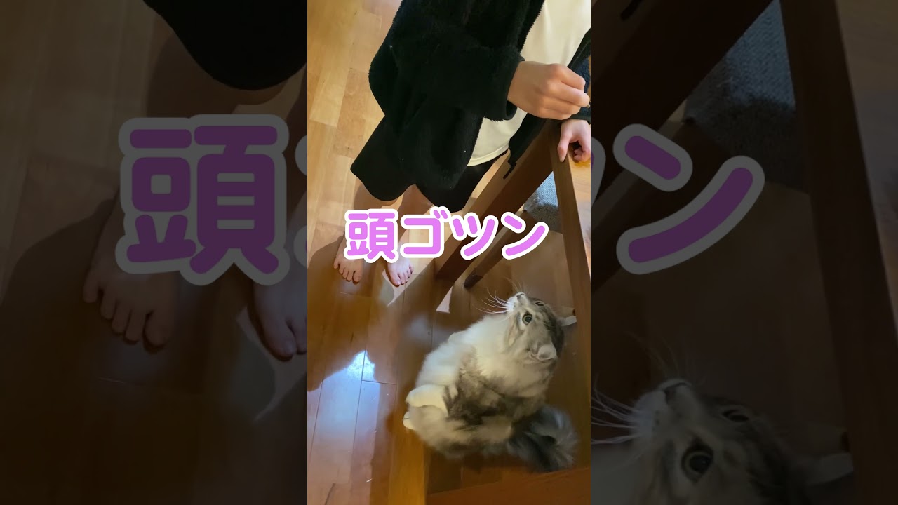 おやつが欲しくて催促する大型猫だが。。#メインクーン#shorts