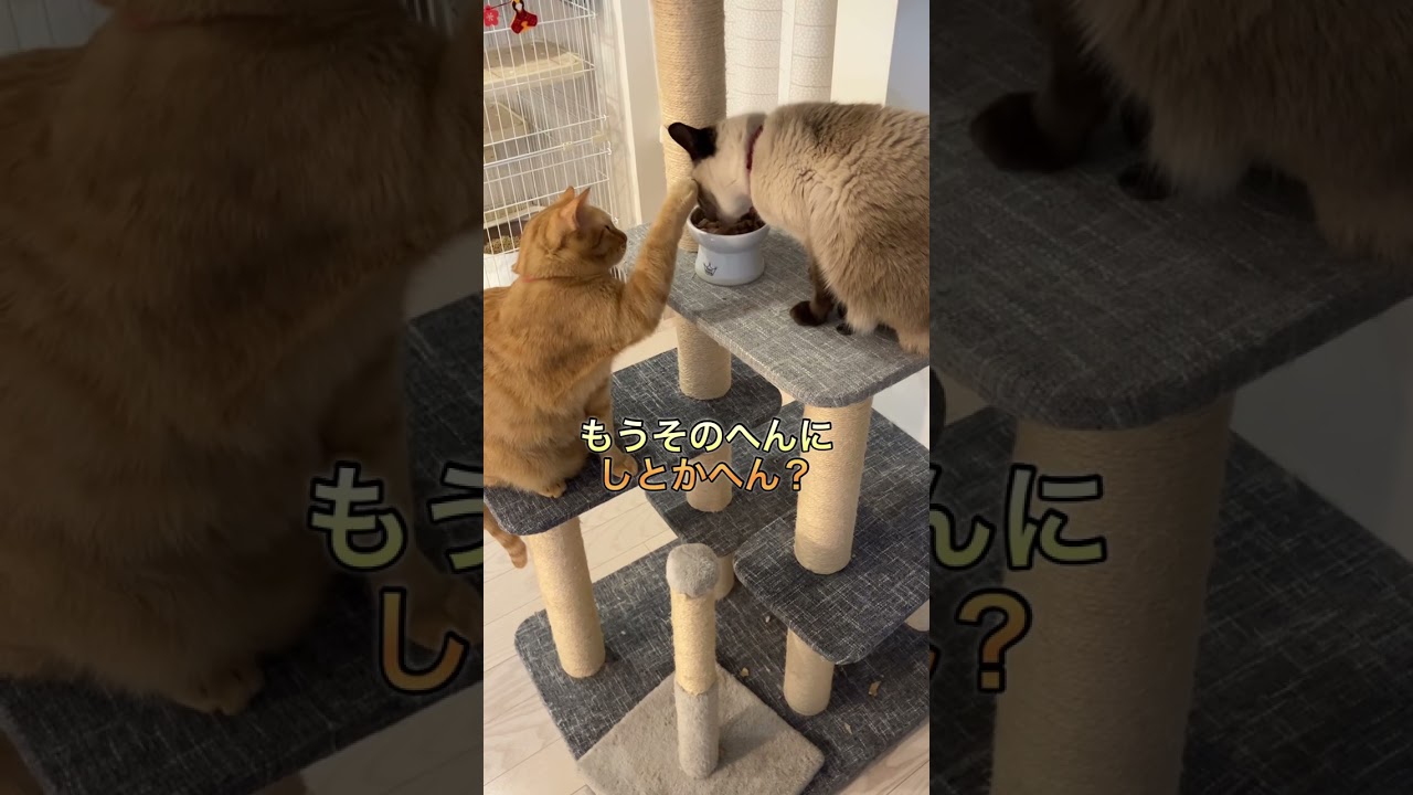【保護猫】食いしん坊なねこ#shorts