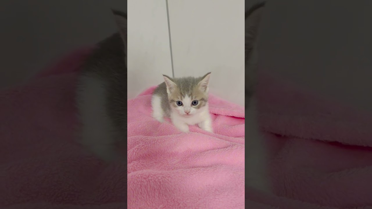 短足マンチカン男の子🩷 【お問合せ詳細は説明欄に記載あります】 #スクーカム #ブリーダー直販 #マンチカン #ミヌエット #ラパーマ #子猫 #子猫販売 #猫 #猫のいる暮らし #猫動画