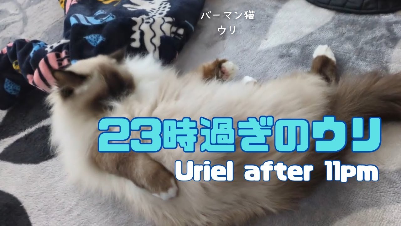 バーマン猫ウリ【23時過ぎのウリ】Uriel after 11pm（バーマン猫）Birman/Cat