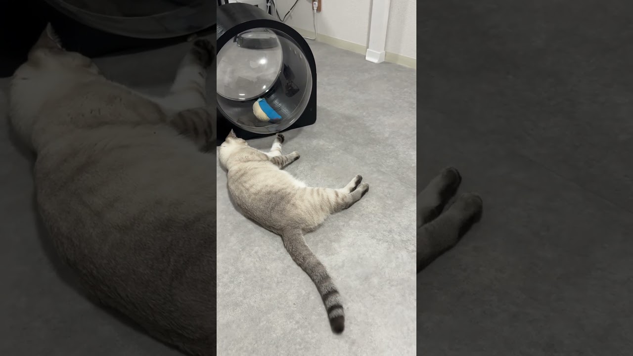 猫砂遊びが始まったみたいです　#シャムトラ #元保護猫 #シャムミックス  #cat #猫耳 #kitten  #猫耳 #siamesemix  #猫砂