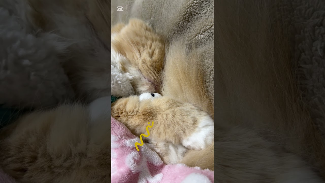 なに抱っこしてるのかな ?? #スコティッシュフォールドのすずちゃん