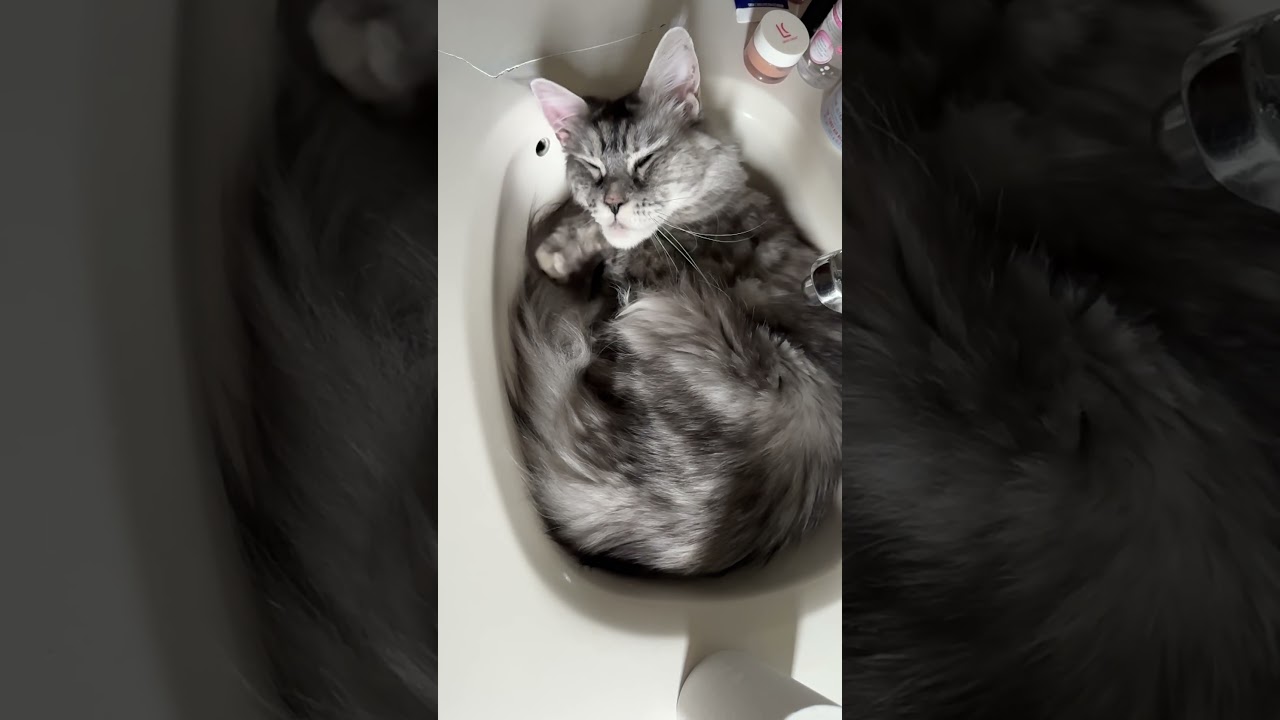 Waking up is hard to do! Maine Coon cat Althea. #shorts #funnycats #cute @crazycoons
