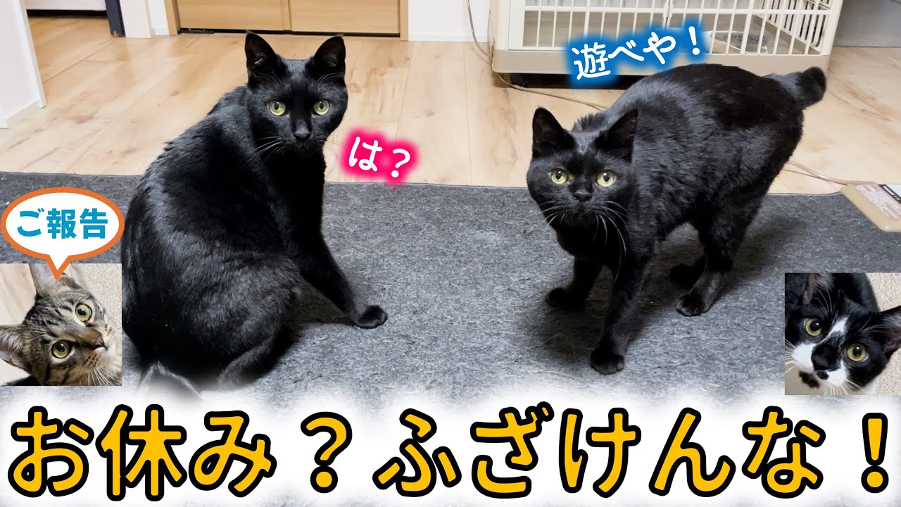 子猫が去り、再び黒猫2匹と人間の暮らしへ。のりお＆こんぶからお知らせ