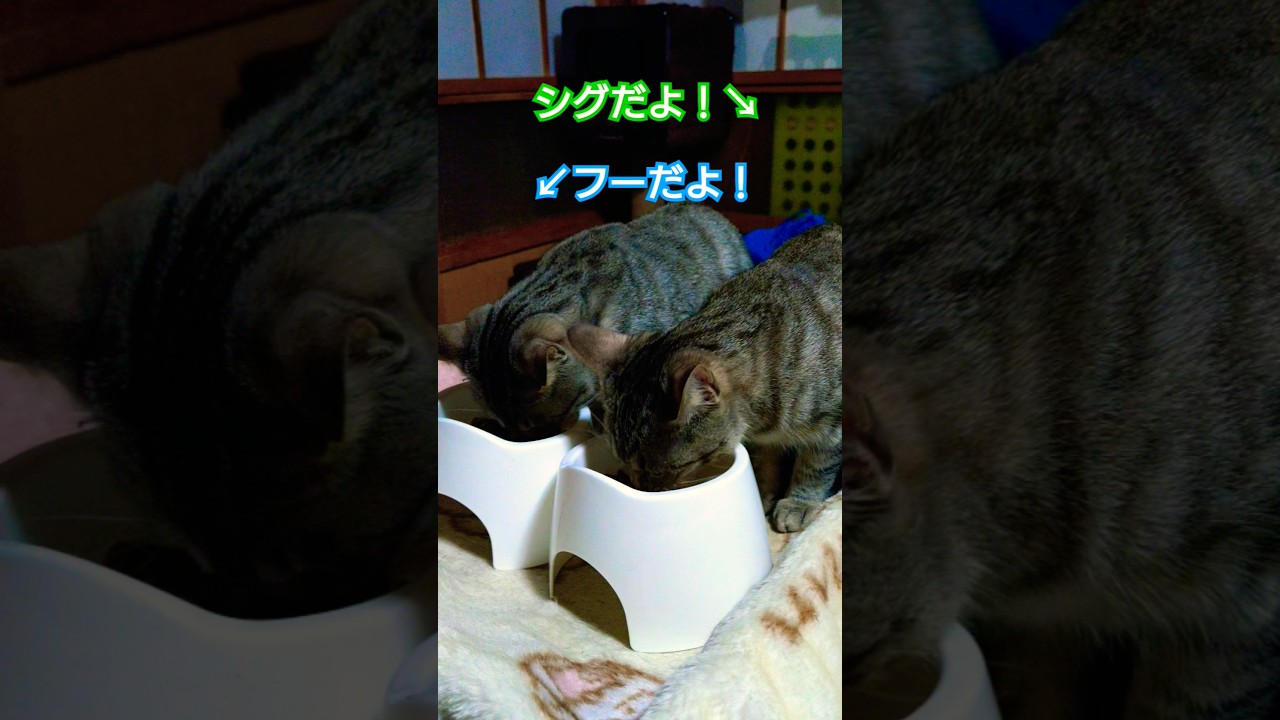 時雨＆吹雪仲良しコンビ仲良く夕食を頂く動画#仔猫#仔猫のいる暮らし